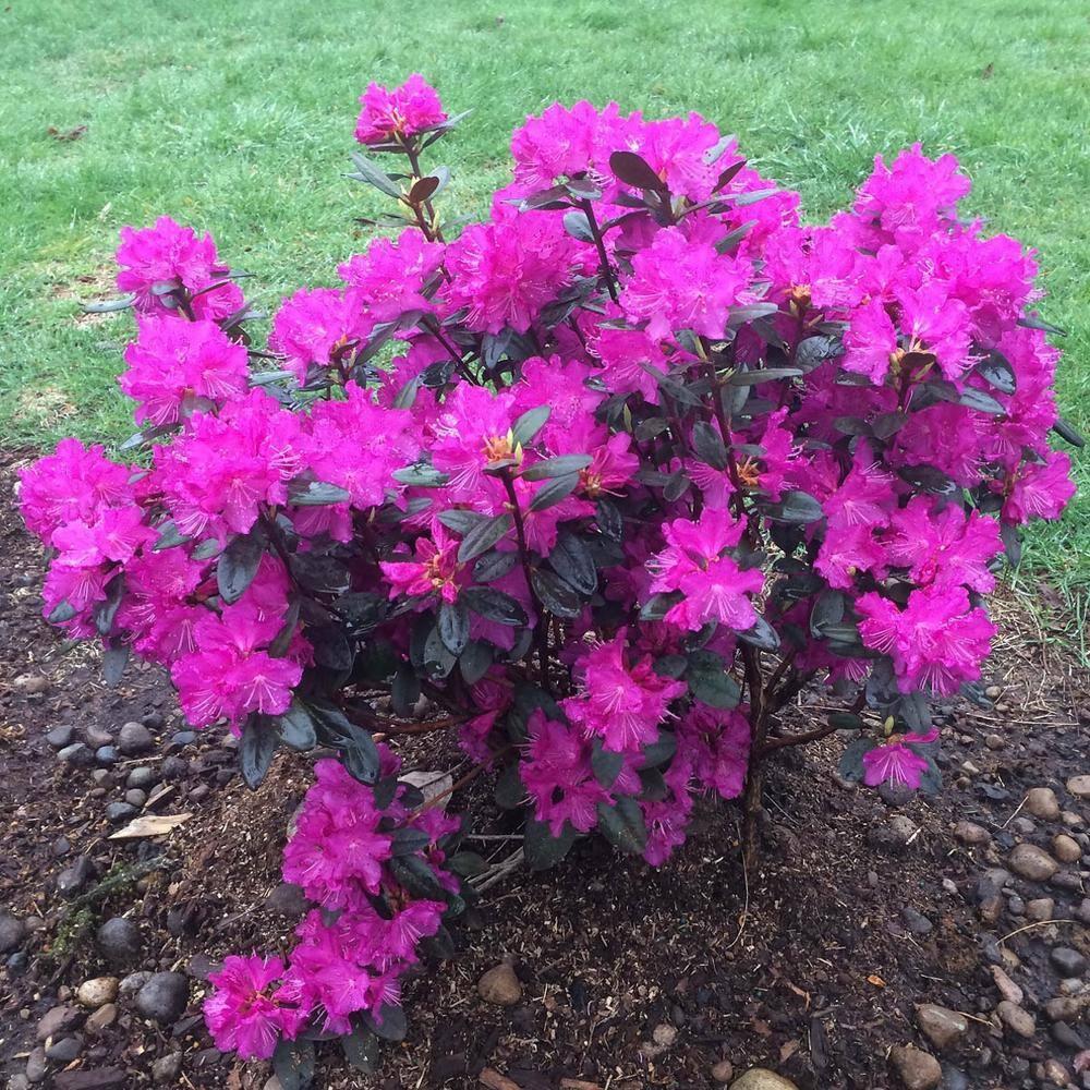 P.J. Mezitt Elite Star Purple Flowering Rhododendron Broadleaf Evergreen Starter Shrub, One Plant per Offer