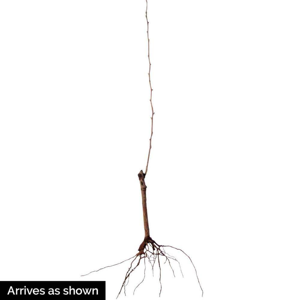 Olympic Giant Asian Pear Standard Dormant Bare Root Starter Fruit Tree (1-Pack)