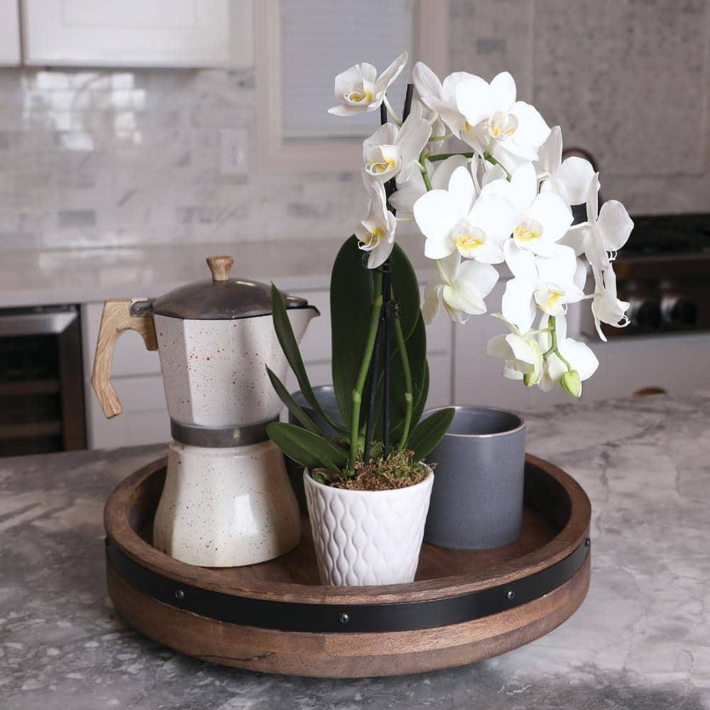 Just Add Ice 15-20" White and Yellow Petite Orchid Live Plant in 3" White Ceramic Pot, House Plant