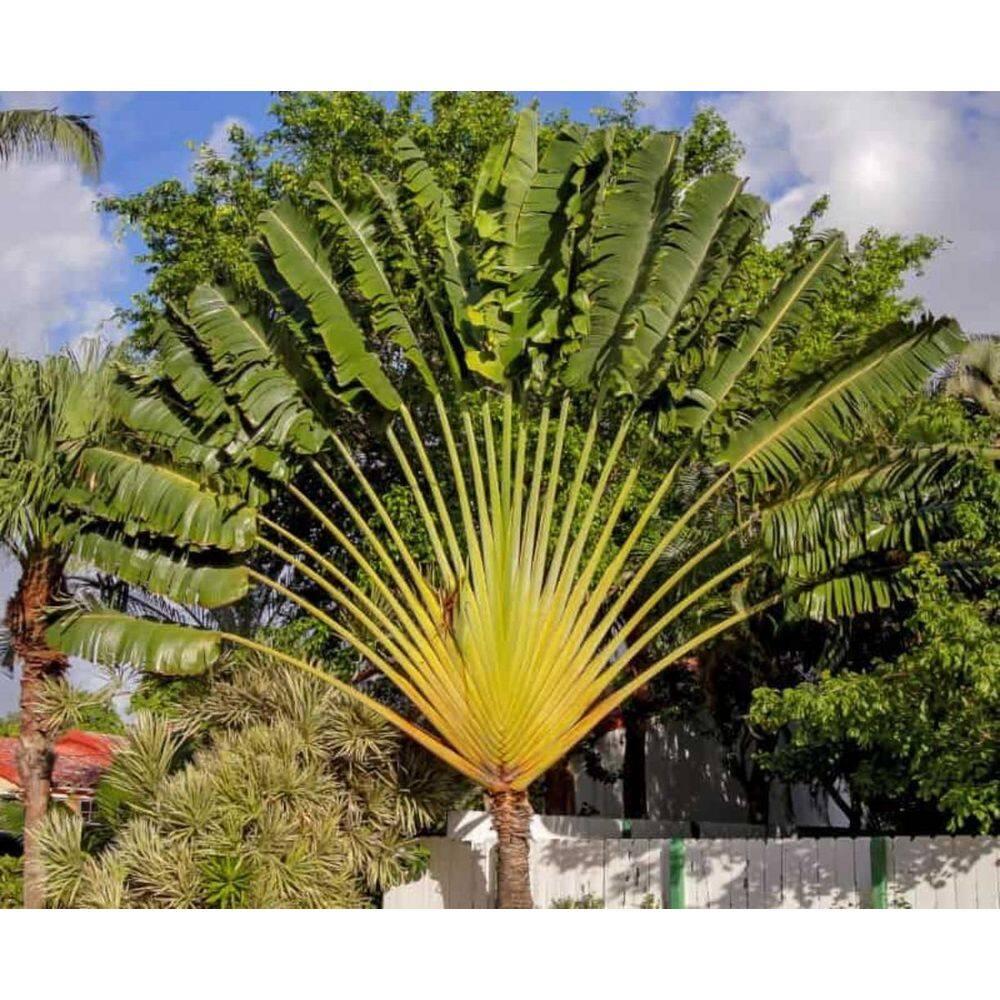 Travelers Palm - 2 Live Plants in 4 Inch Growers Pots - Ravenala Madagascariensis - Rare Ornamental Palms of Florida