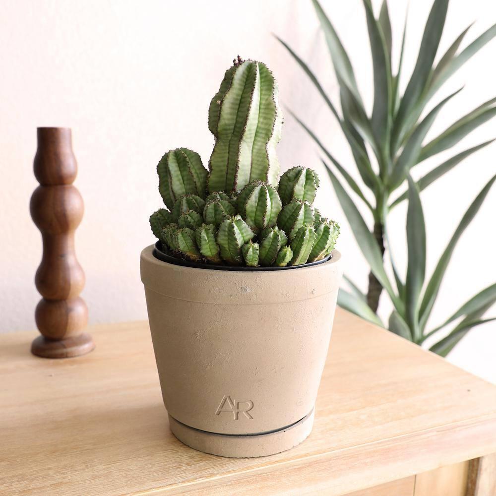 Altman Plants Tanzanian Zipper Plant, Euphorbia Cactus | 6in Décor Pot, Filtered Sun, Exotic Plant