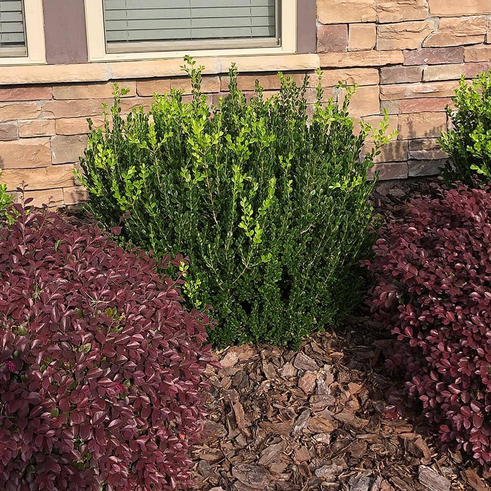 Expert Gardener 1 Gallon Wintergreen Boxwood Live Shrub