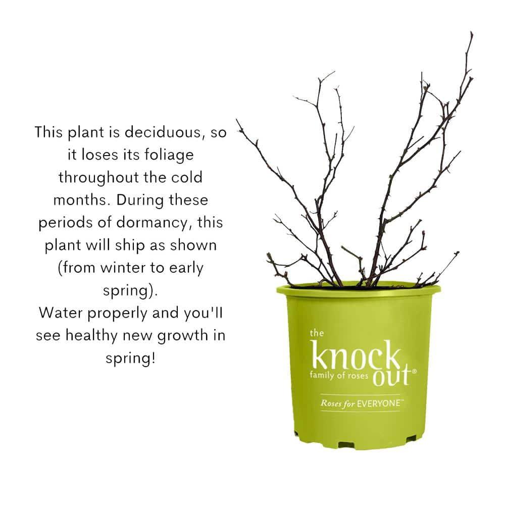'The Red Double Knock Out® Rose' Live Shrub (1 gallon)