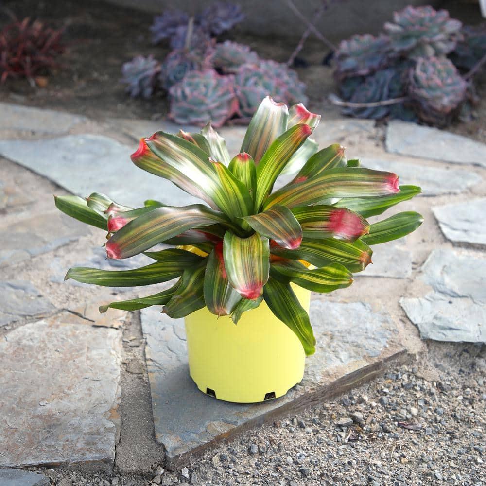 Altman Plants Neoregelia Freddie | Bromeliad Houseplant & Perennial | 4qt. Grow Pot; Indirect Light
