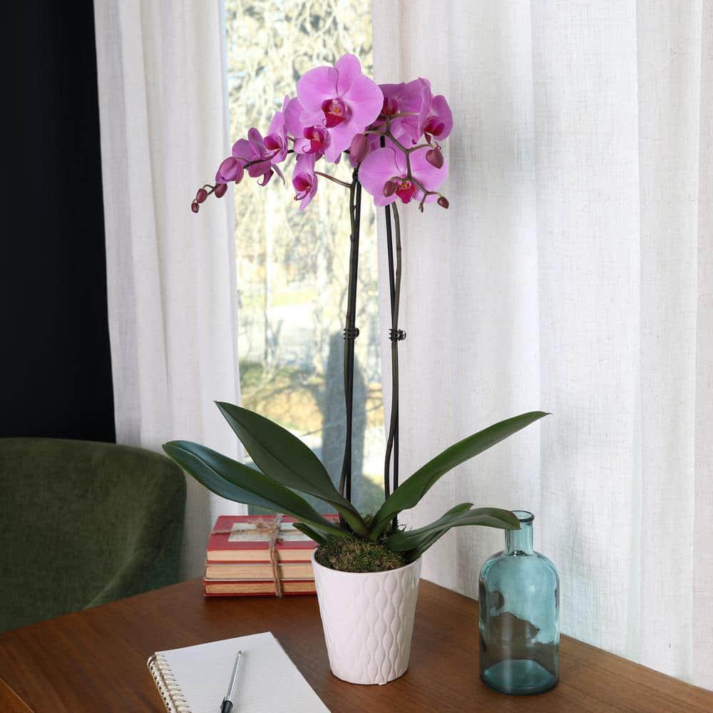 Just Add Ice 16-30" Pink Premium Orchid Live Plant in 5" White Ceramic Pot, House Plant
