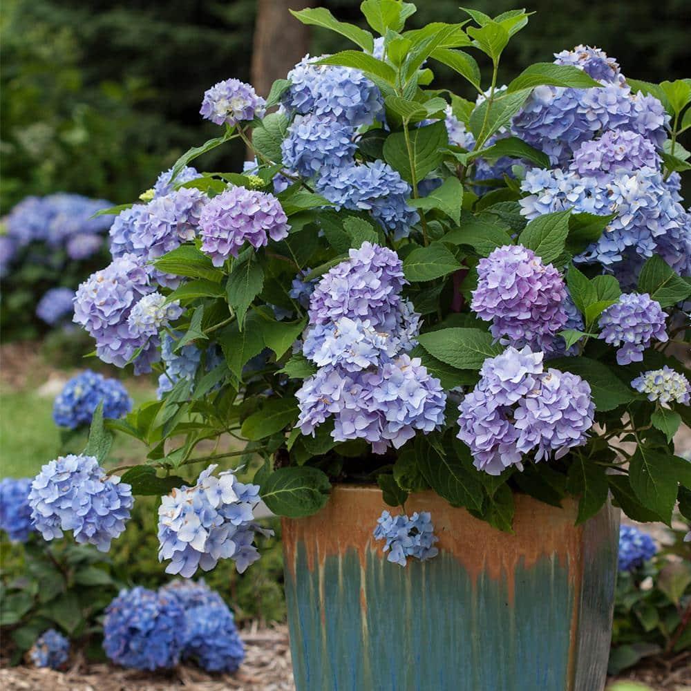 Endless Summer The Original Reblooming Hydrangea Live Shrub in 2-Gallon Grower Pot