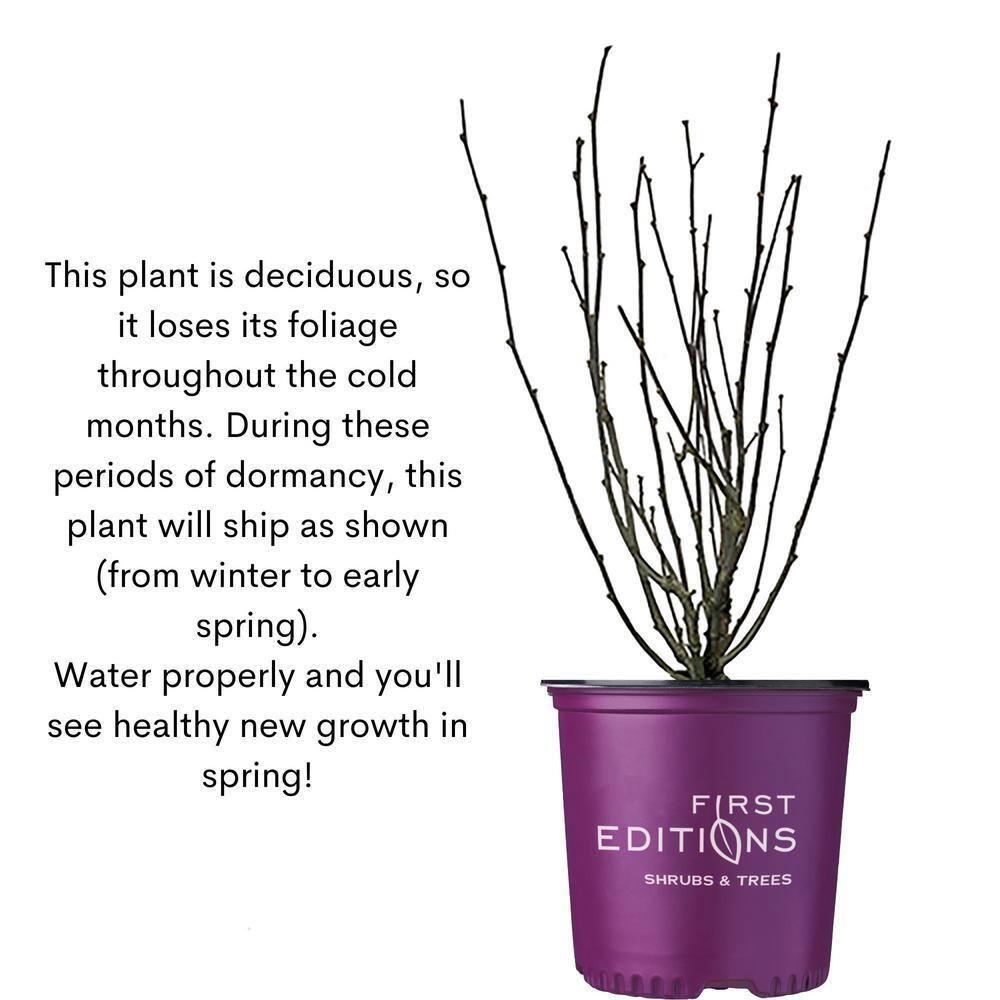 First Editions Hibiscus Bali Live Shrub in 2-Gallon Grower Pot