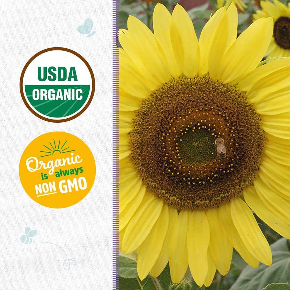 Back to the Roots Organic Sunflower 'Lemon Queen', 1 Seed packet