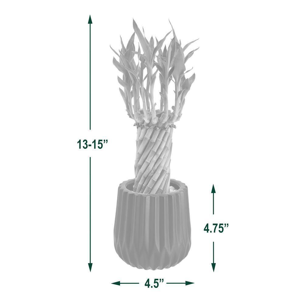 Arcadia Garden Products Arcadia Garden Products Live Bamboo Plant in Ceramic Planter