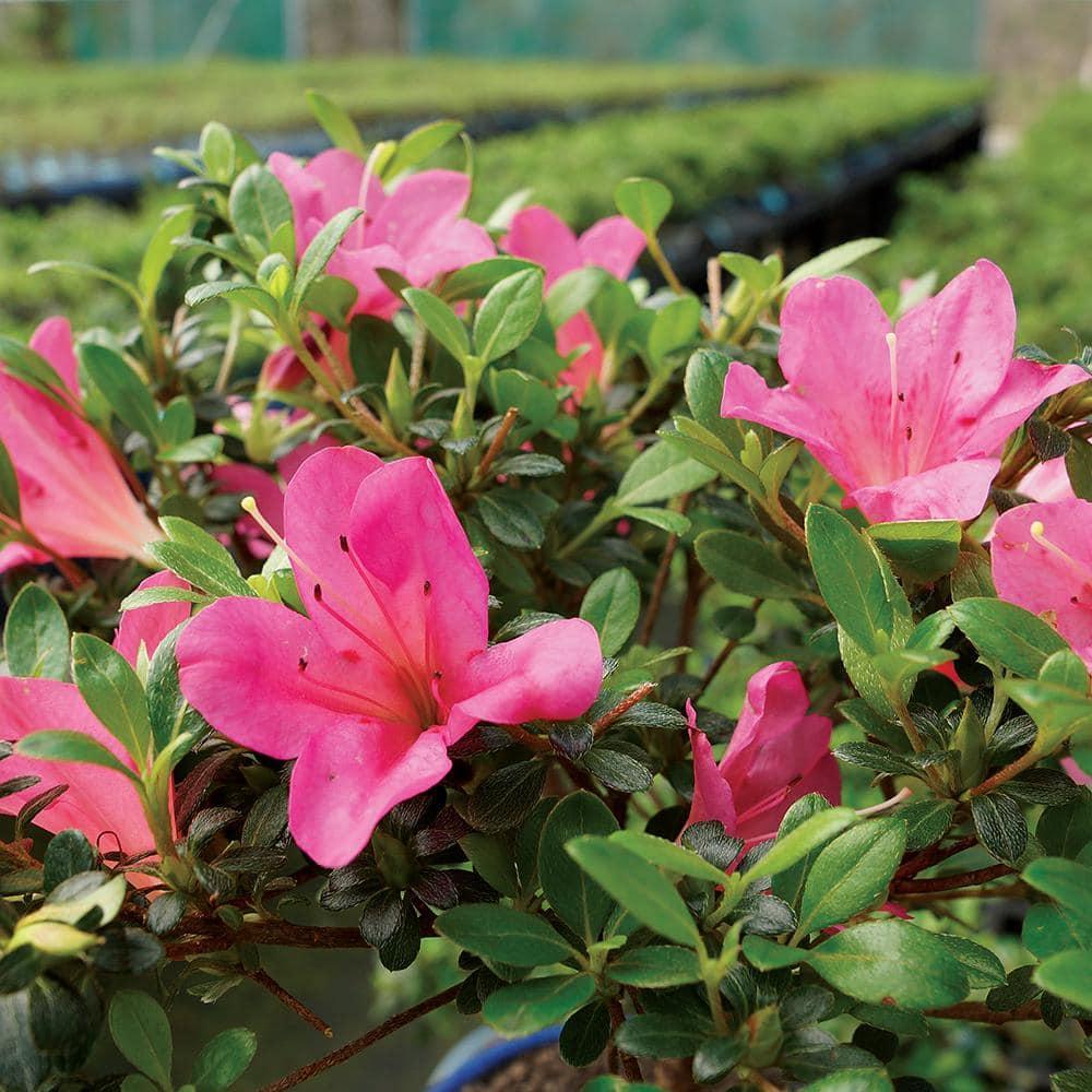 BINLIS Brussel's Satsuki Azalea Azalea Bonsai Live Tree