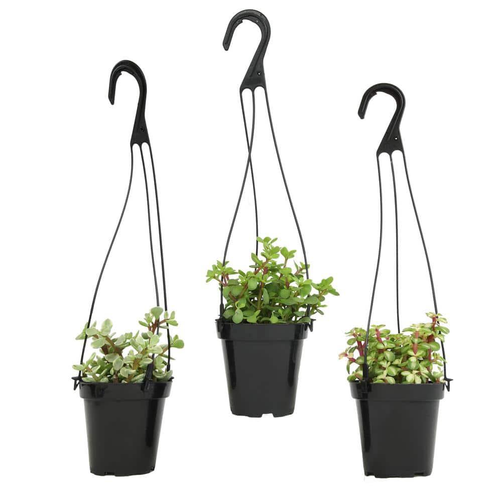 Altman Plants Hanging Succulents Baskets (3-pack) Fun Easy Plants in 3.5 in. Hanging Pots