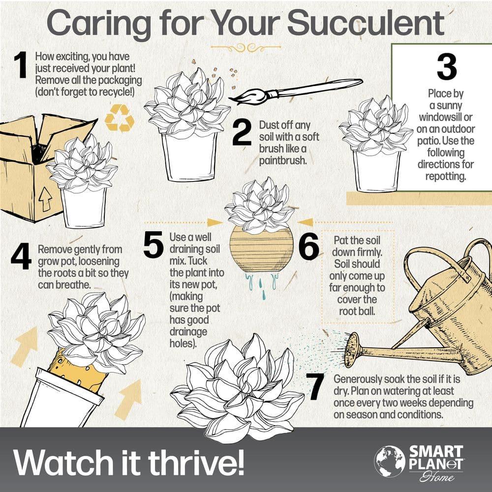 Altman Specialty Plants Live Succulent Plant in Nursery Pot