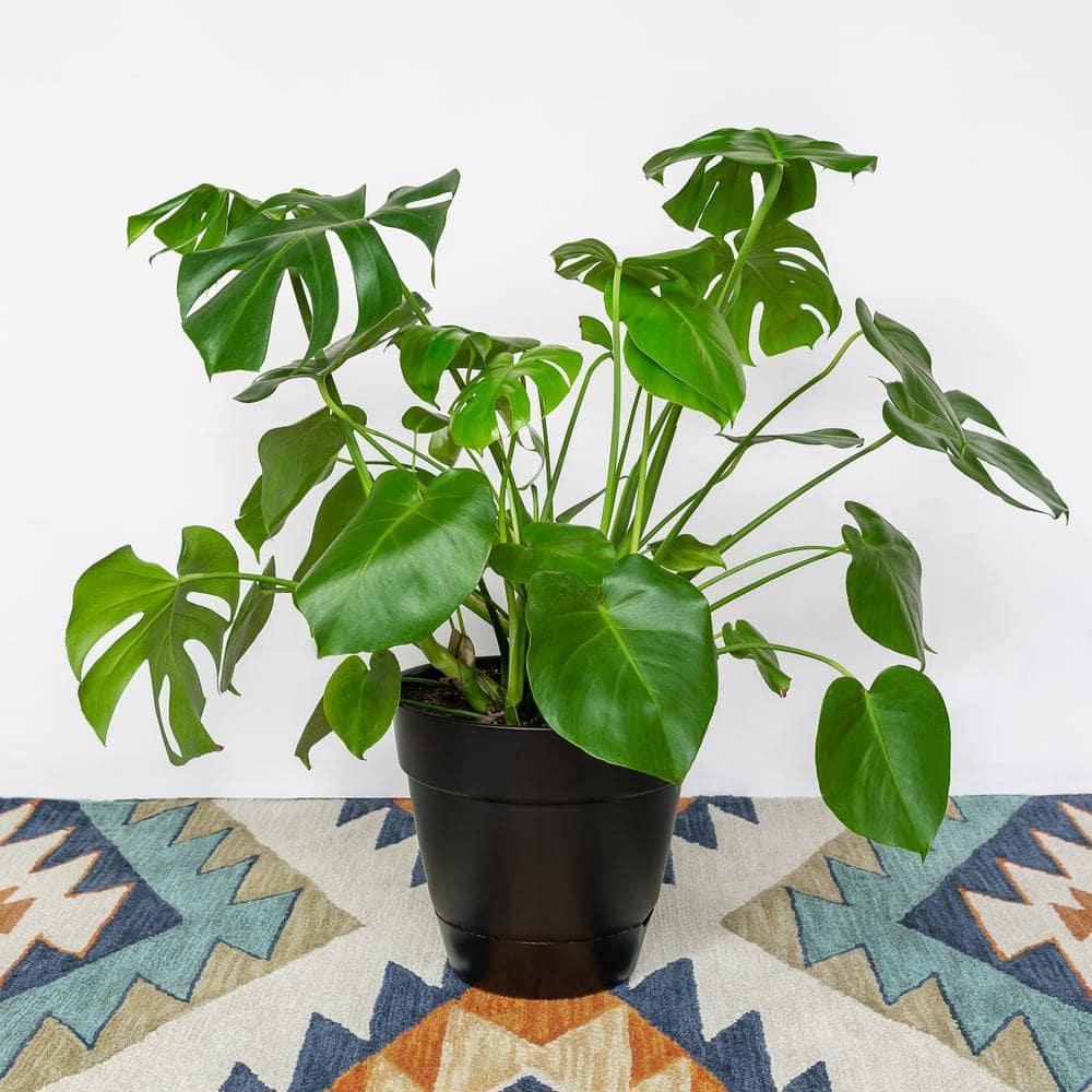 10" Monstera Swiss Cheese Plant - National Plant Network