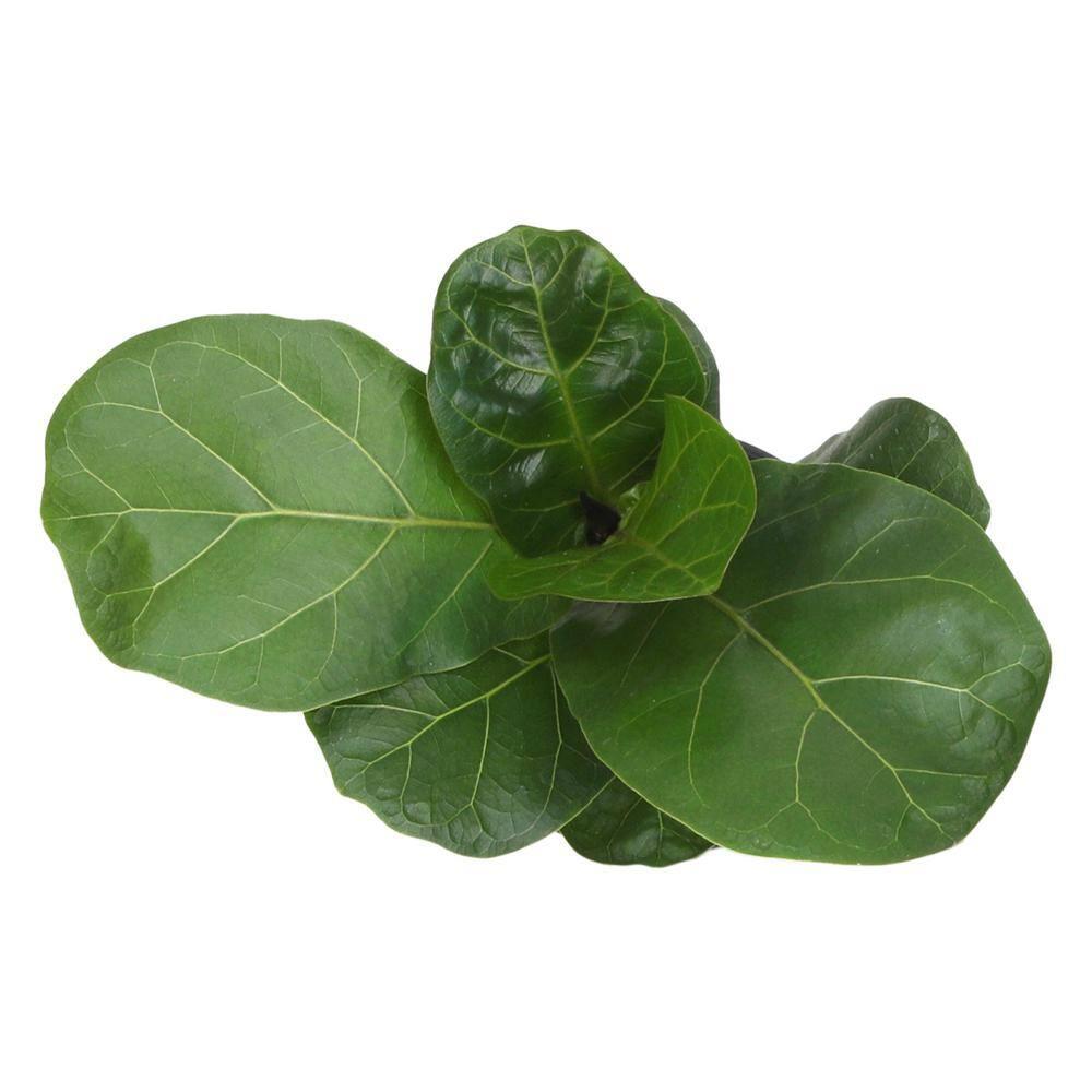 Fiddle-leaf Fig Ficus Tree Houseplant | 4.25in. Decor Pot; Indirect Light | Element by Altman Plants