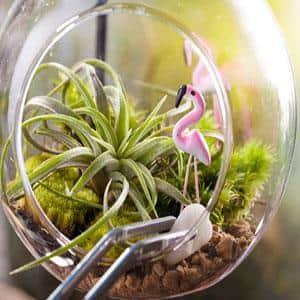 Altman Plants 4" Tillandsia Live Air Plants (12 Pack)