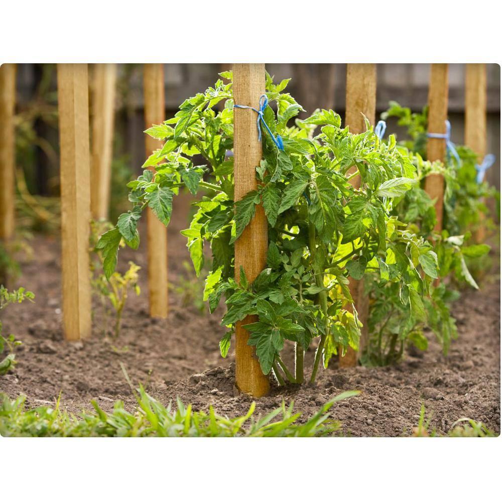 Greenes Fence 6 Foot Long Wooden Garden Stake, 25-Pack