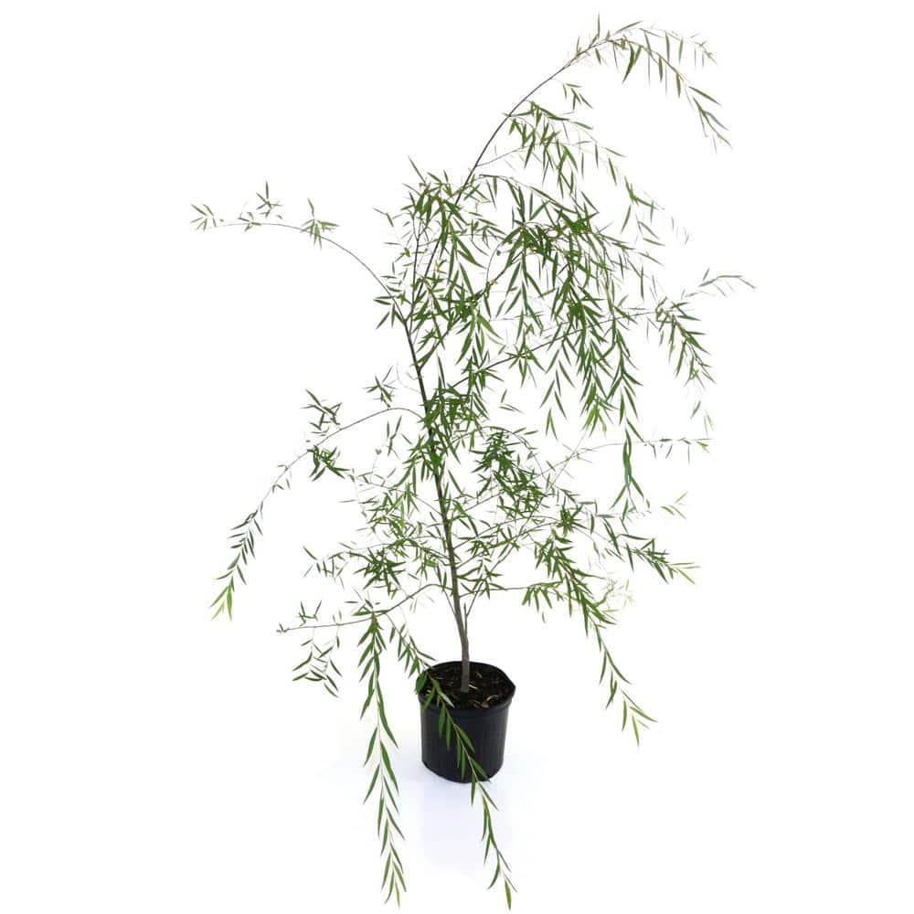 2.25 Gallon Weeping Willow Tree with Yellow Blossoms