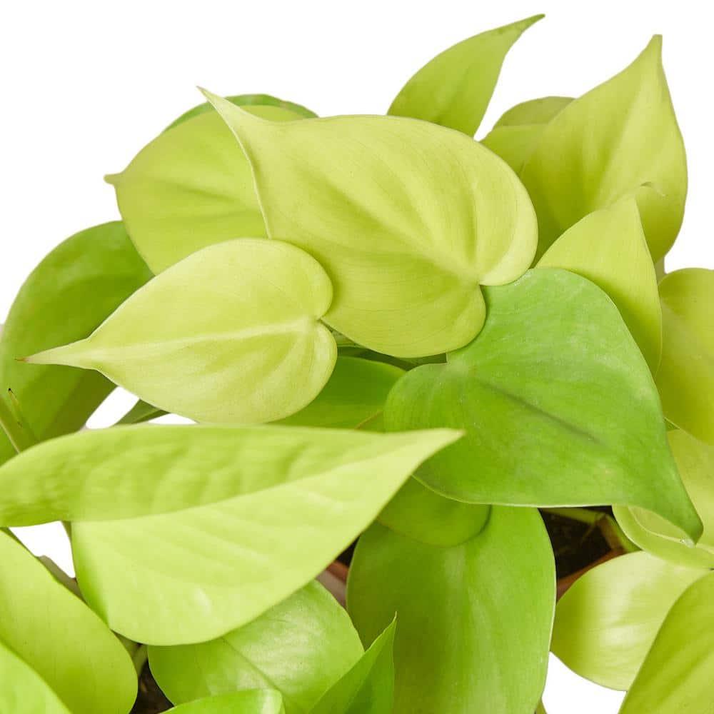 House Plant Shop House Plant Shop Live Foliage Plant