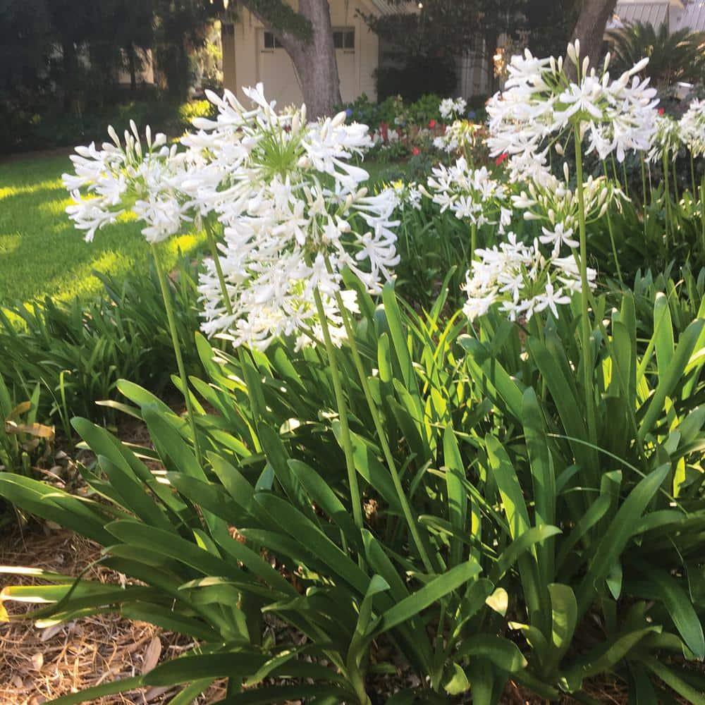 Southern Living Ever White Agapanthus 'Lily of the Nile' Live Shrub in 2.5-Quart Grower Pot