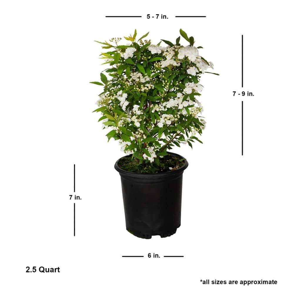 Reeves Bridal Wreath Spirea (2.5 Quart) White Blooming Deciduous Shrub - Full Sun Live Outdoor Plant