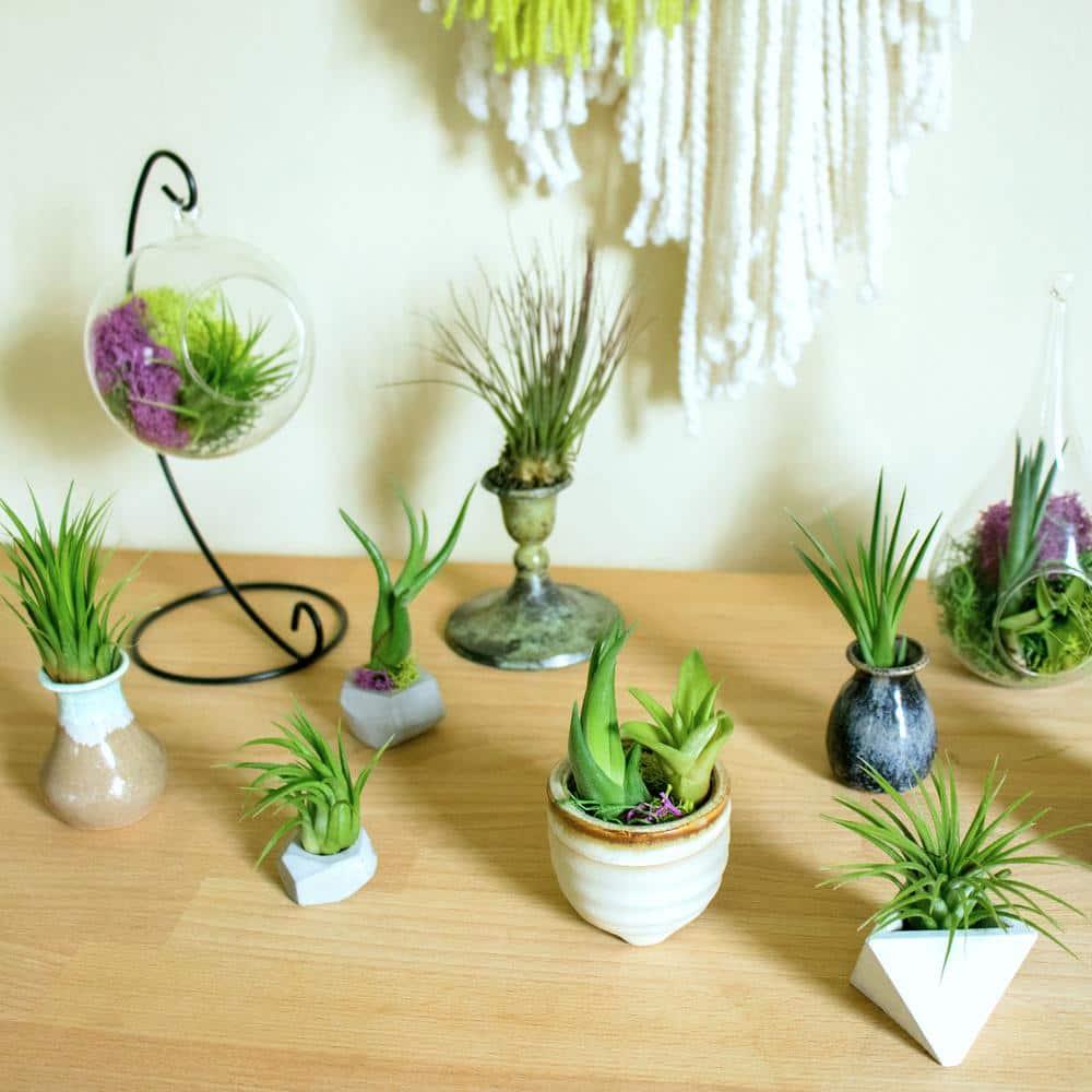 Altman Plants 4" Tillandsia Live Air Plants (12 Pack)