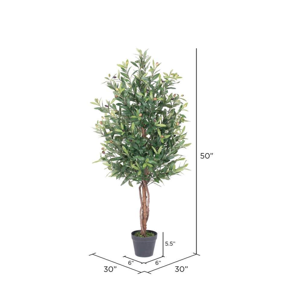 50 in. Green Olive Tree in Pot