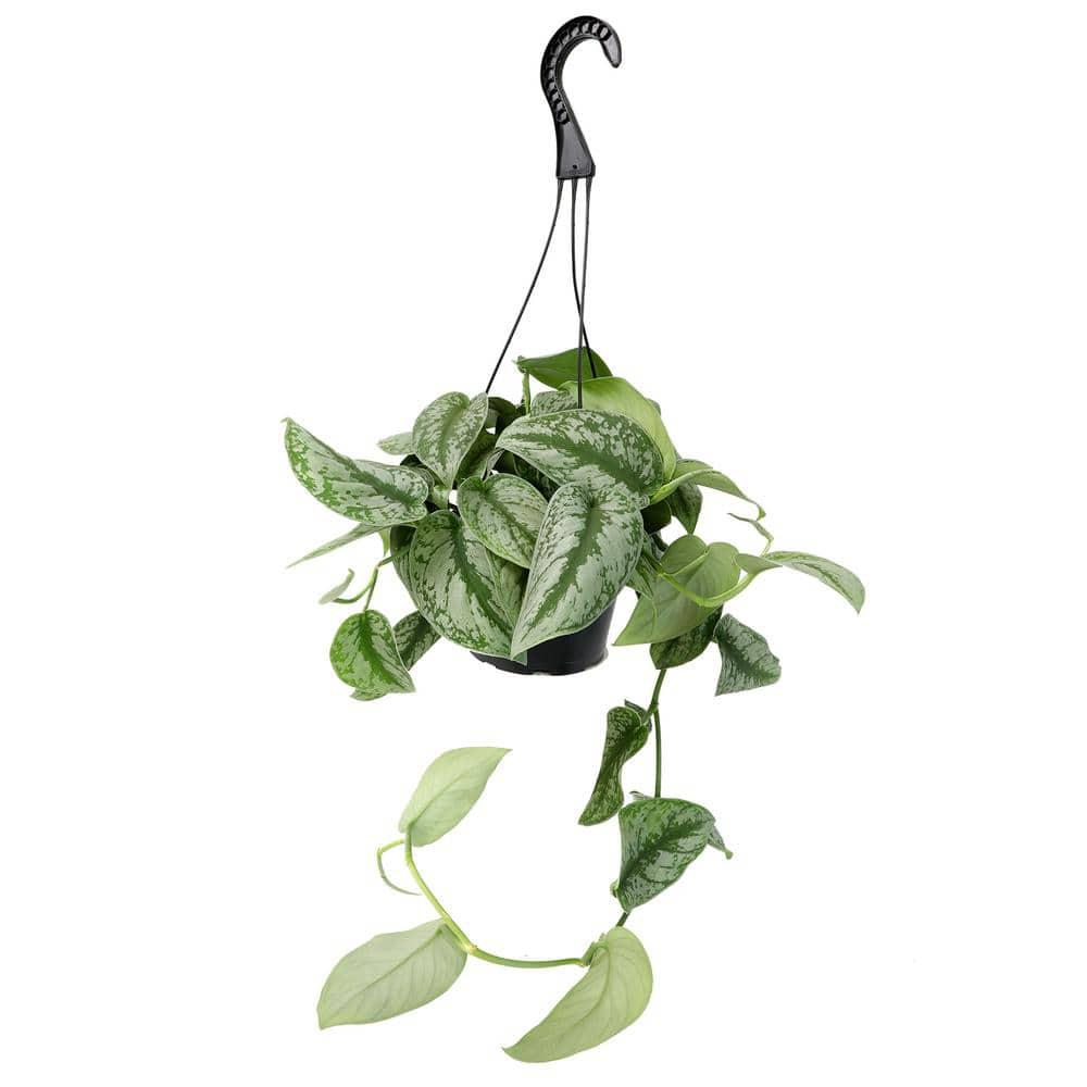 6 in. Satin Pothos Hanging Basket (Scindapsus Pictus)