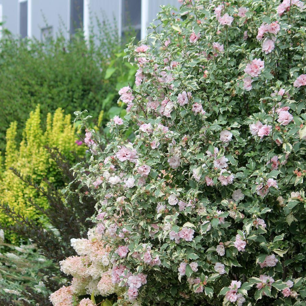 2 Gallon Proven Winners Hibiscus Sugar Tip Shrub