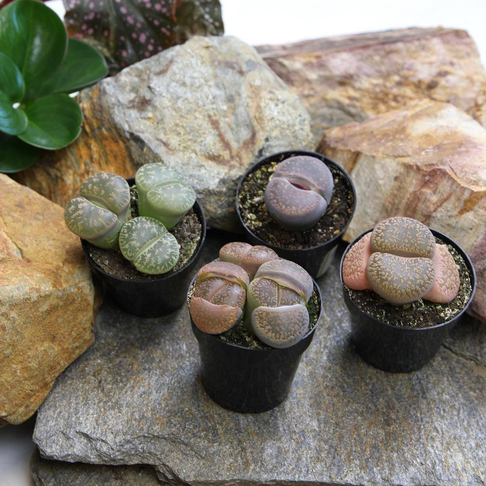 Altman Plants Living Stones Pet-safe Succulents 4-pack (Lithops) in 2.5 in. Grower Pots