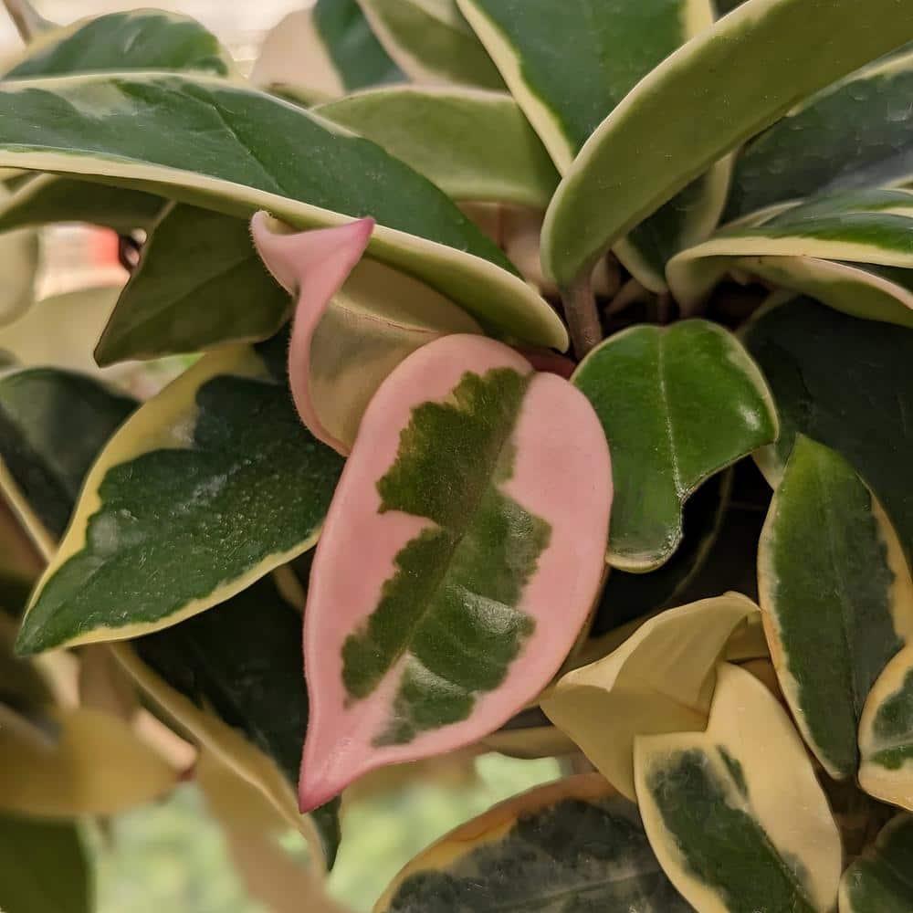 Cream Ceramic 10" Indoor Hoya Carnosa Planter