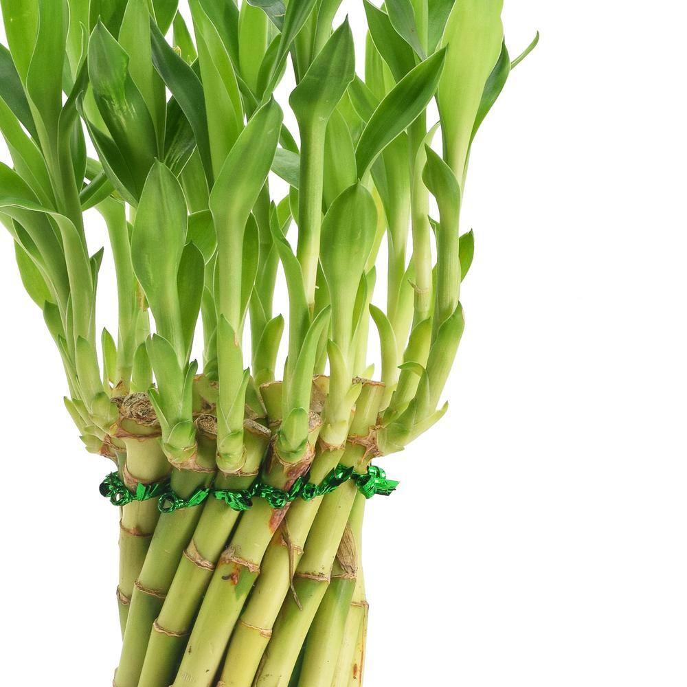 Arcadia Garden Products Arcadia Garden Products Carolina Live Bamboo Plant in Ceramic Planter