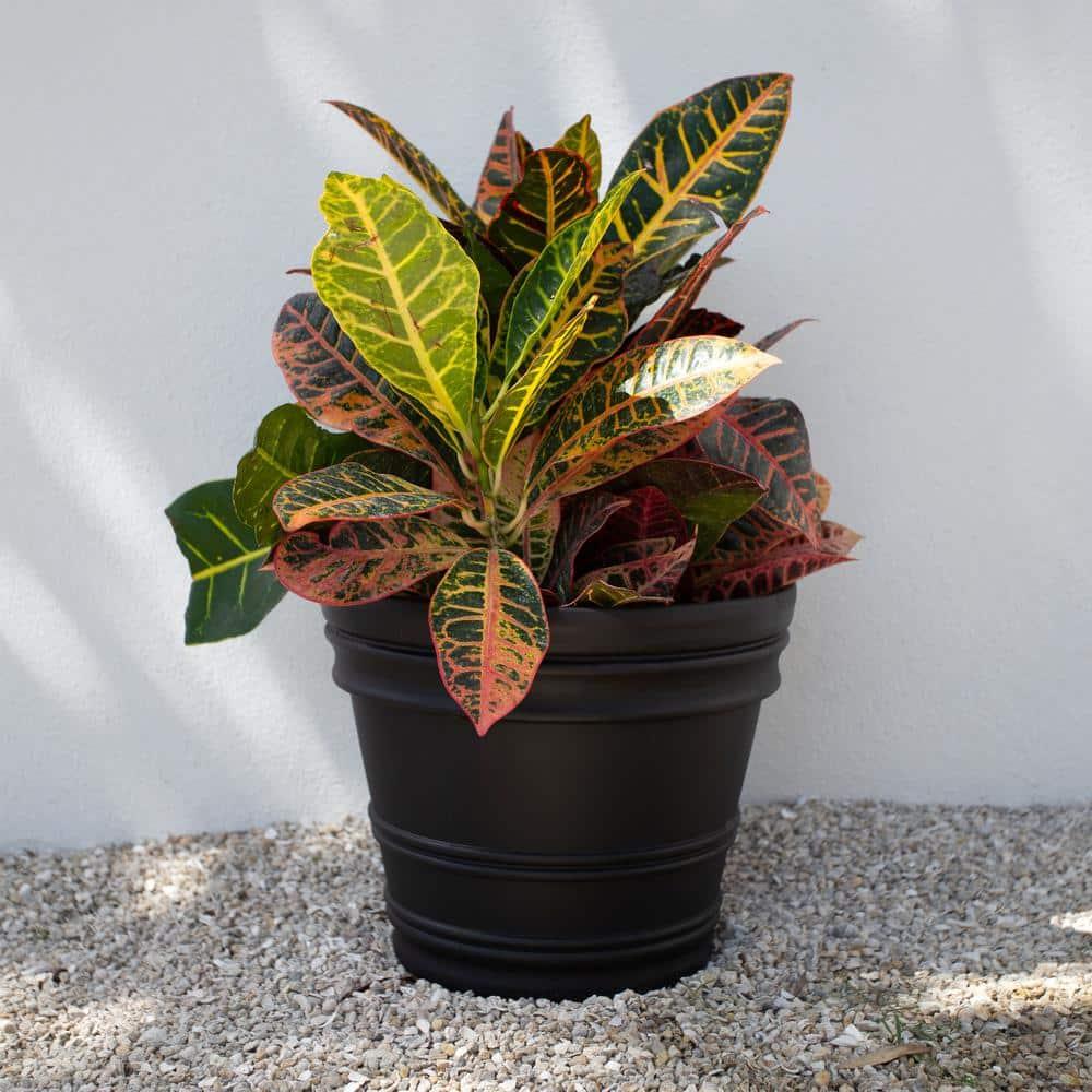 Bloem Rolled Rim Resin Indoor/Outdoor Planter Pot