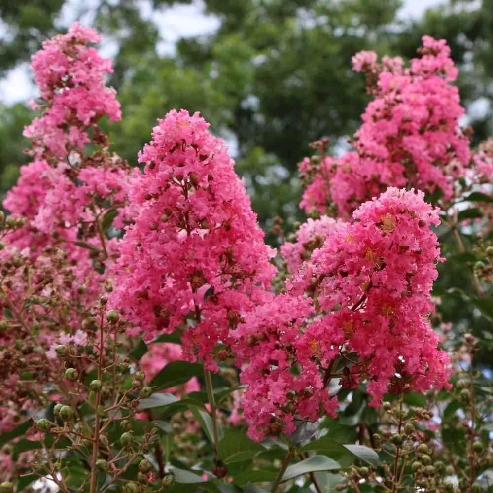 3 gal. Crape Myrtle Miami Shrub with Pink Flowers