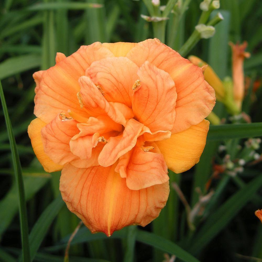 Altman Plants 1QT Assorted Daylily Live Plants (4 Pack) with Grower Pots