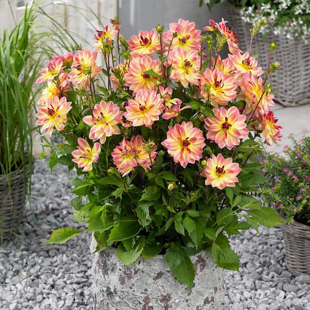 Van Zyverden Dahlias Pacific Ocean, 3 Bulbs, Multi-color, Full Sun, Annual, Flowering