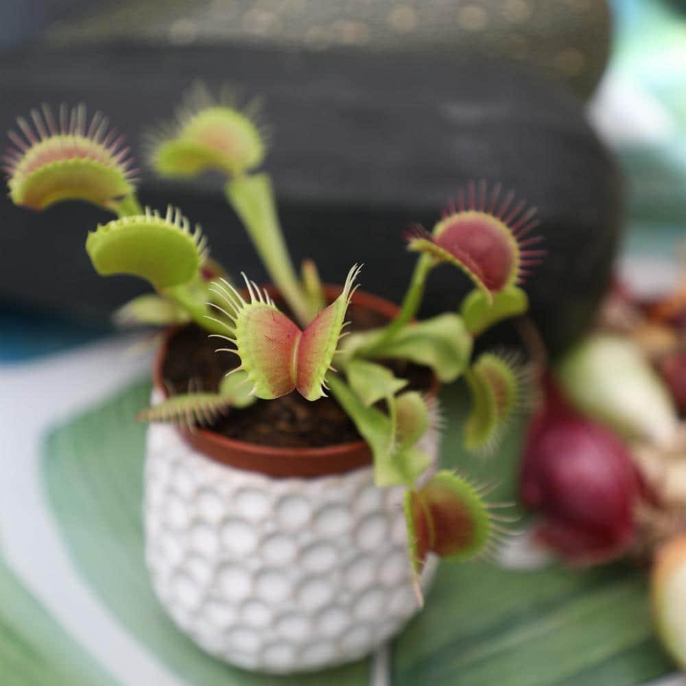 Altman Plants 3.5" Venus Fly Trap Live Plant with Grower Pot