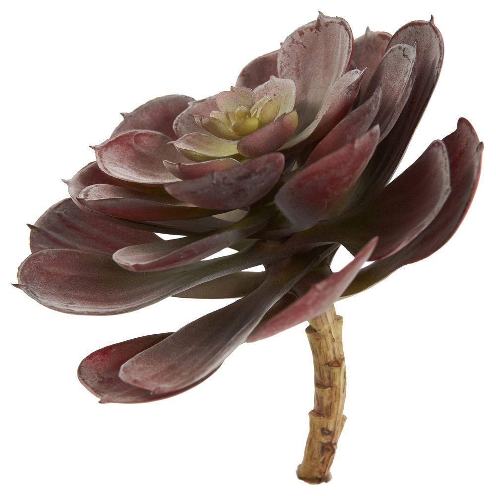 Nearly Natural 6 Echeveria Succulent - Set of 12 Burgundy