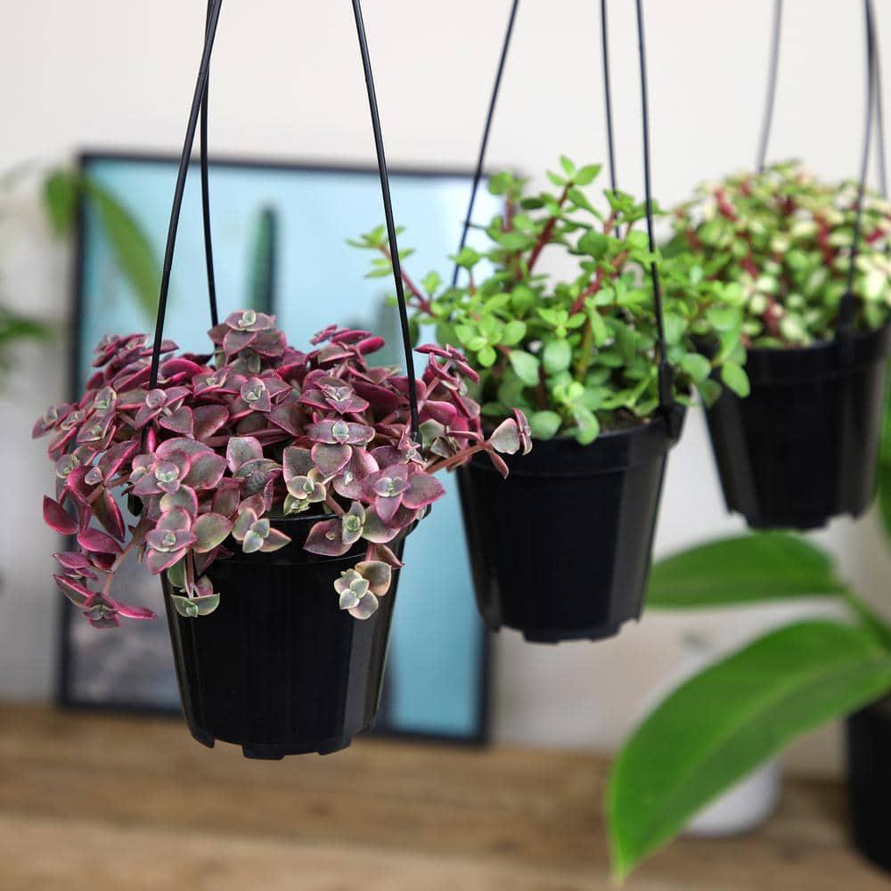Altman Plants Hanging Succulents Baskets (3-pack) Fun Easy Plants in 3.5 in. Hanging Pots