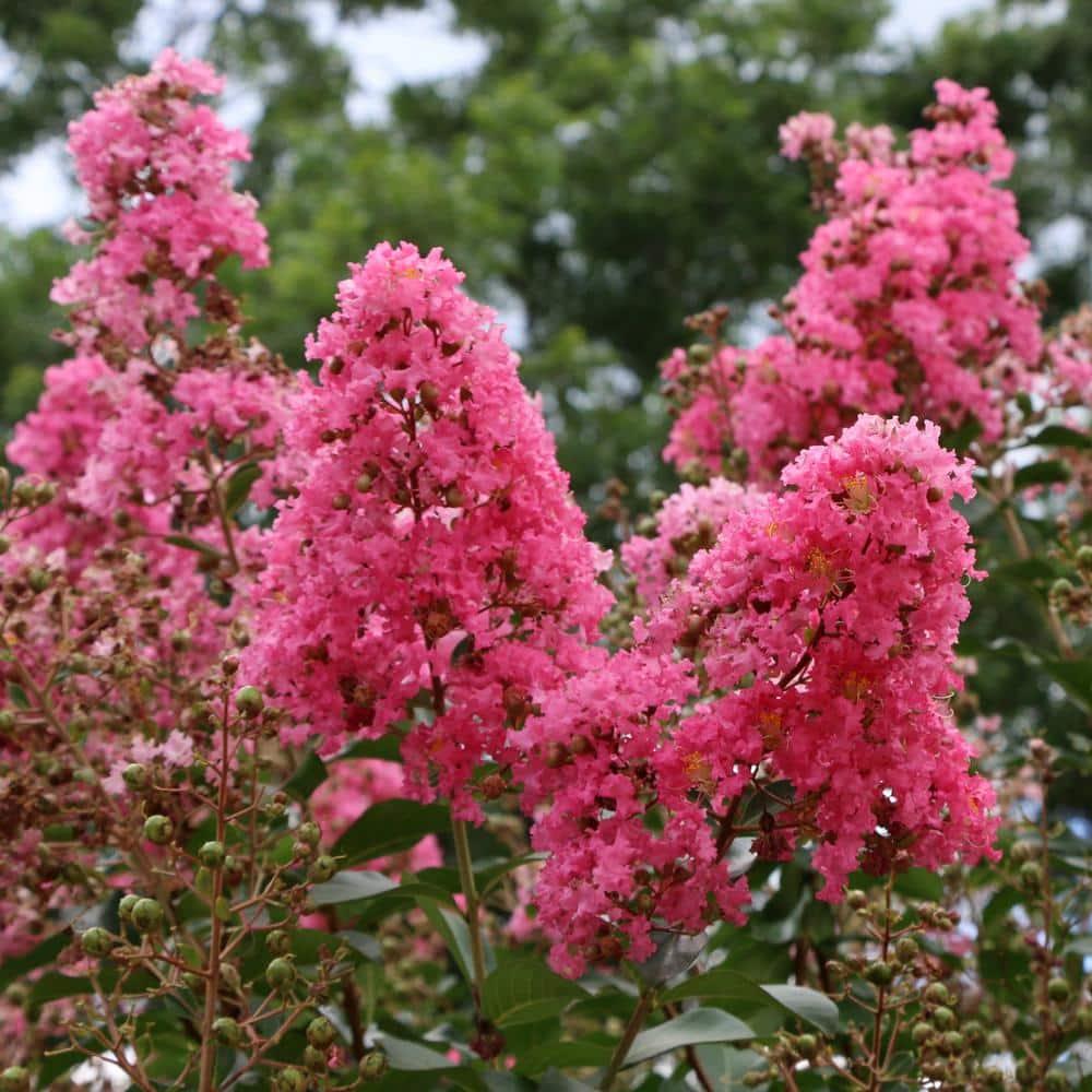3 gal. Crape Myrtle Miami Shrub with Pink Flowers