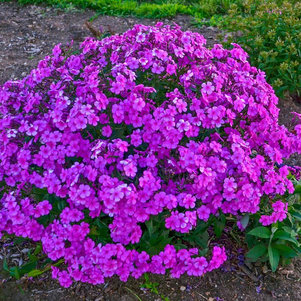 Spring Hill Nurseries Cloudburst Lavender Purple Phlox Dormant Bare Root Starter Plant