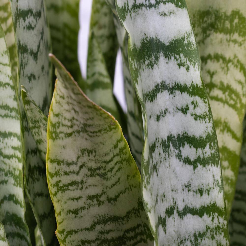 7 in. Semi Matte Cream Hyde Container with 6 in. Sanseveria Laurentii  Live Houseplant Indirect Sun
