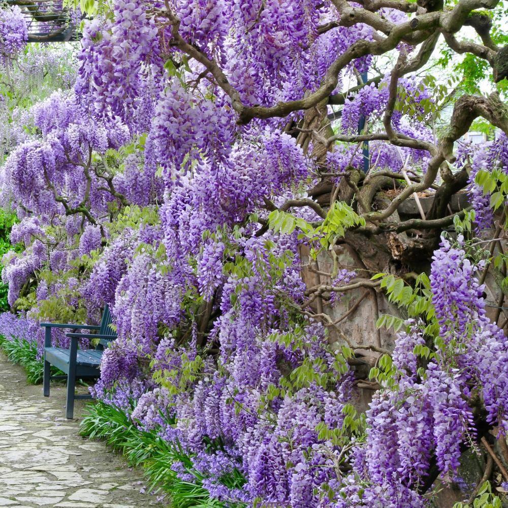 Live Perennial 1 gal Wisteria 'Amethyst Falls' with Full Sunlight