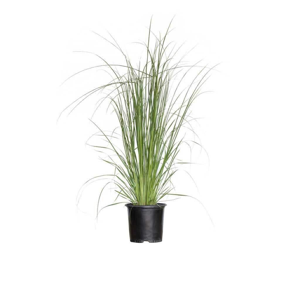 Plants by Mail 2.5 Quart Pampas Grass Live Plant