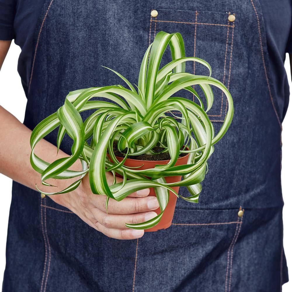 House Plant Shop | Spider 'Bonnie' - 4" Pot | Live Indoor Plant | Easy to Care | Natural Décor Plant | Great Gifts| Free Care Guide