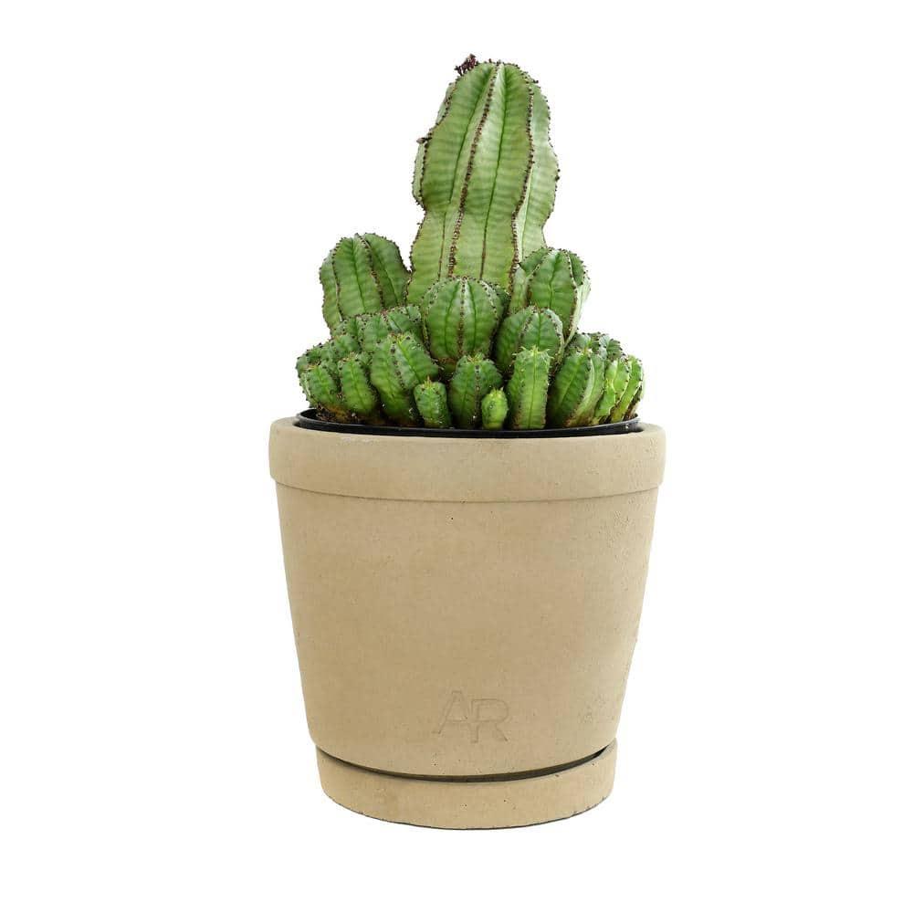 Altman Plants Tanzanian Zipper Plant, Euphorbia Cactus | 6in Décor Pot, Filtered Sun, Exotic Plant