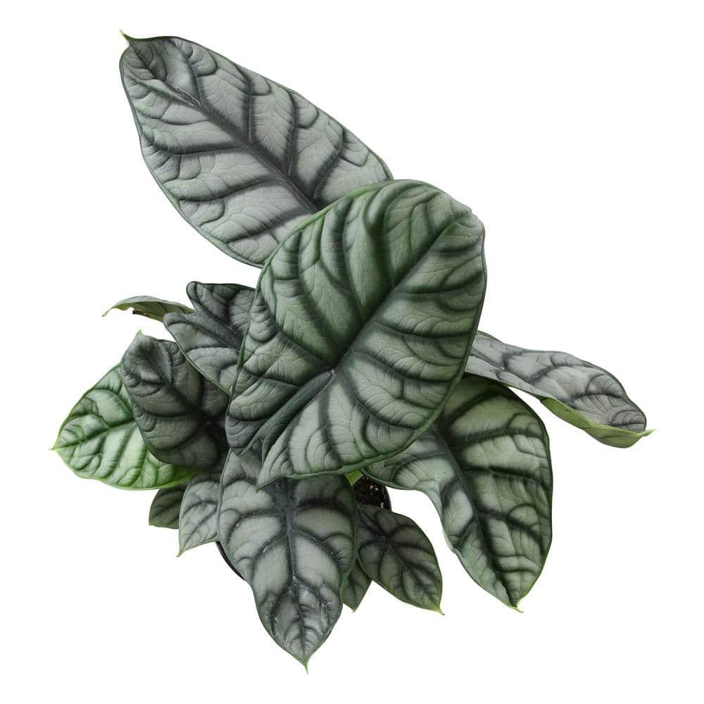 Silver Dragon Alocasia, Unique Houseplant | 6in. Grow Pot; Filtered Light | Element by Altman Plants