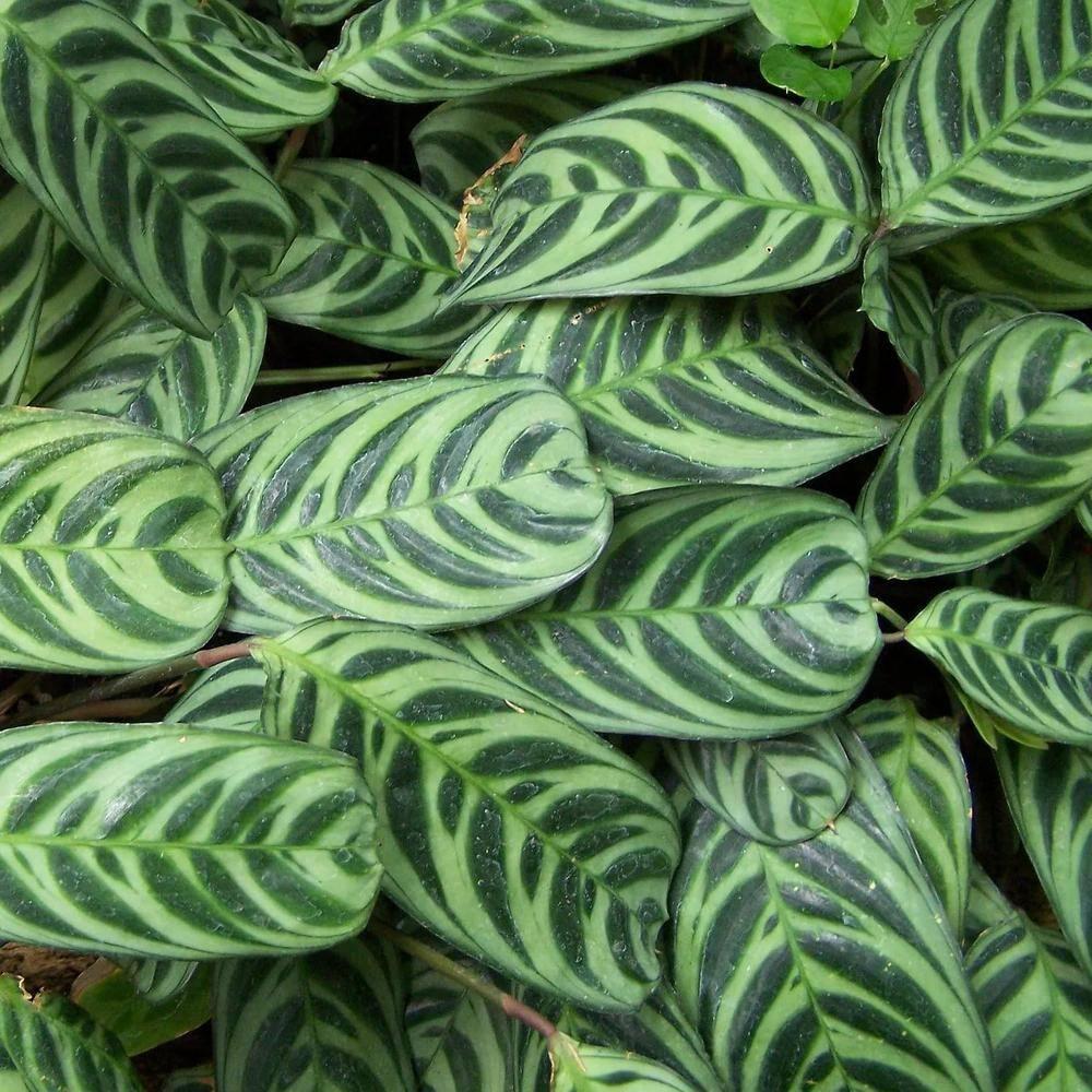 Large Calathea Ctenanthe Pilosa in Brown Plastic Grower Pot