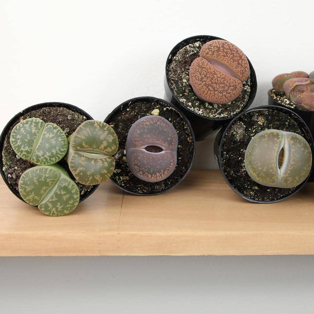 Altman Plants Living Stones Pet-safe Succulents 4-pack (Lithops) in 2.5 in. Grower Pots