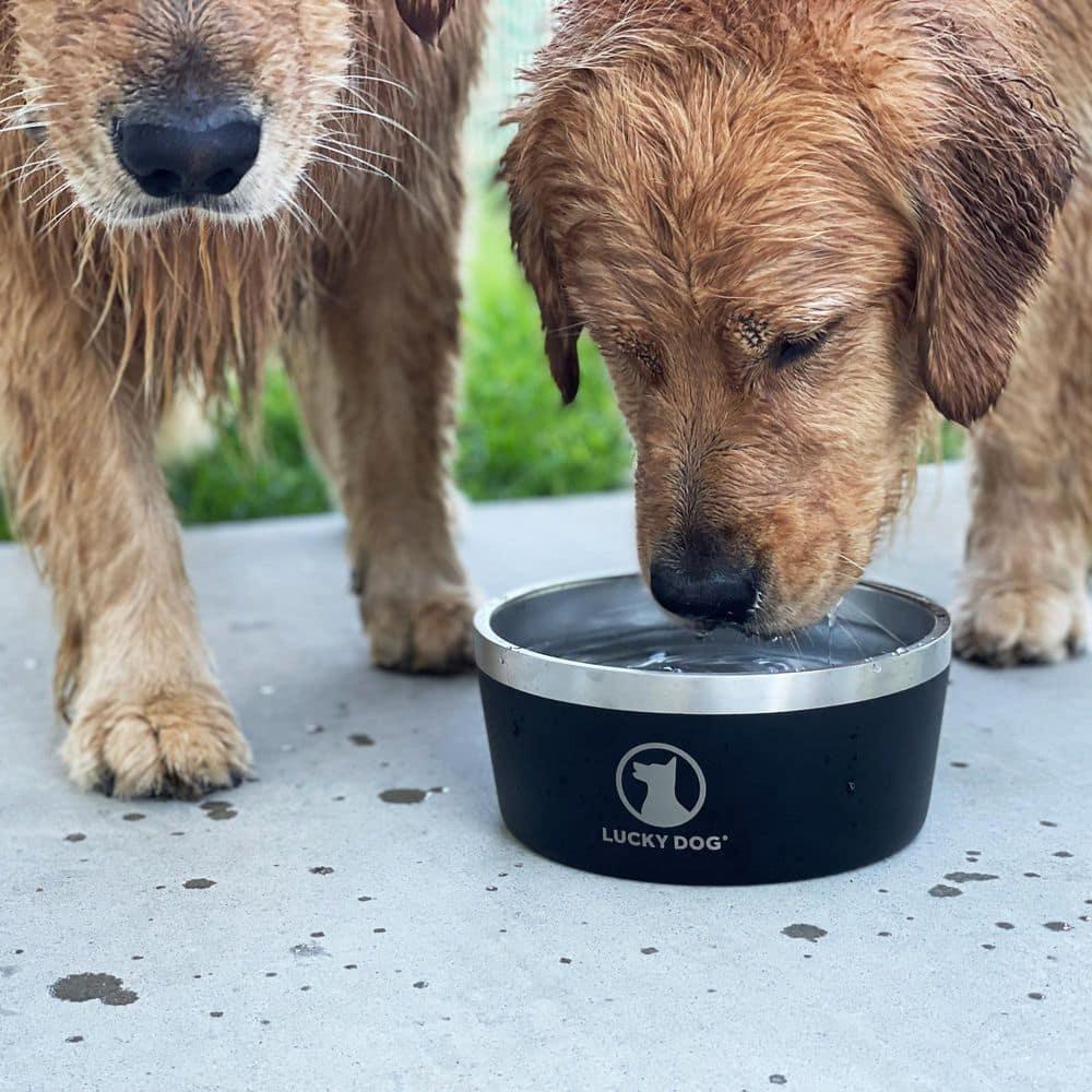 Lucky Dog Lucky Dog INDULGE 8 Double Wall Stainless Steel Dog Bowl
