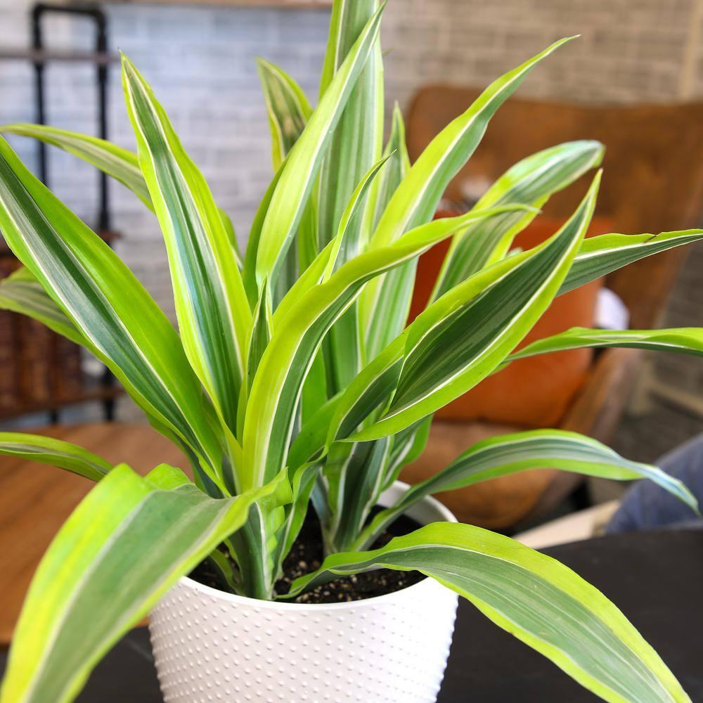 Lemon Lime Corn Plant in 6" White Décor Pot | Easy Care, Filtered Sun | Element by Altman Plants